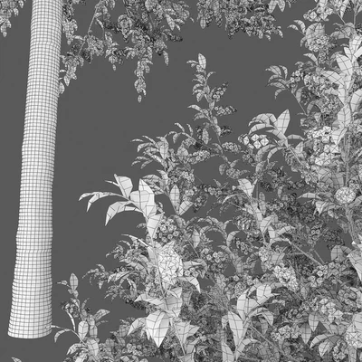 Bird cherry | Prunus Padus flowering # 4 — Ver 2