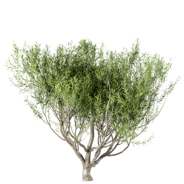 Set of Olive Trees (Olea Europaea) (3 Trees) — Descargar