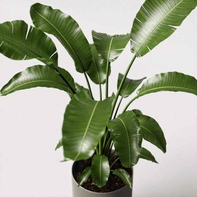 strelitzia plant — Скачать