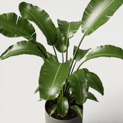 strelitzia plant — Вид 2