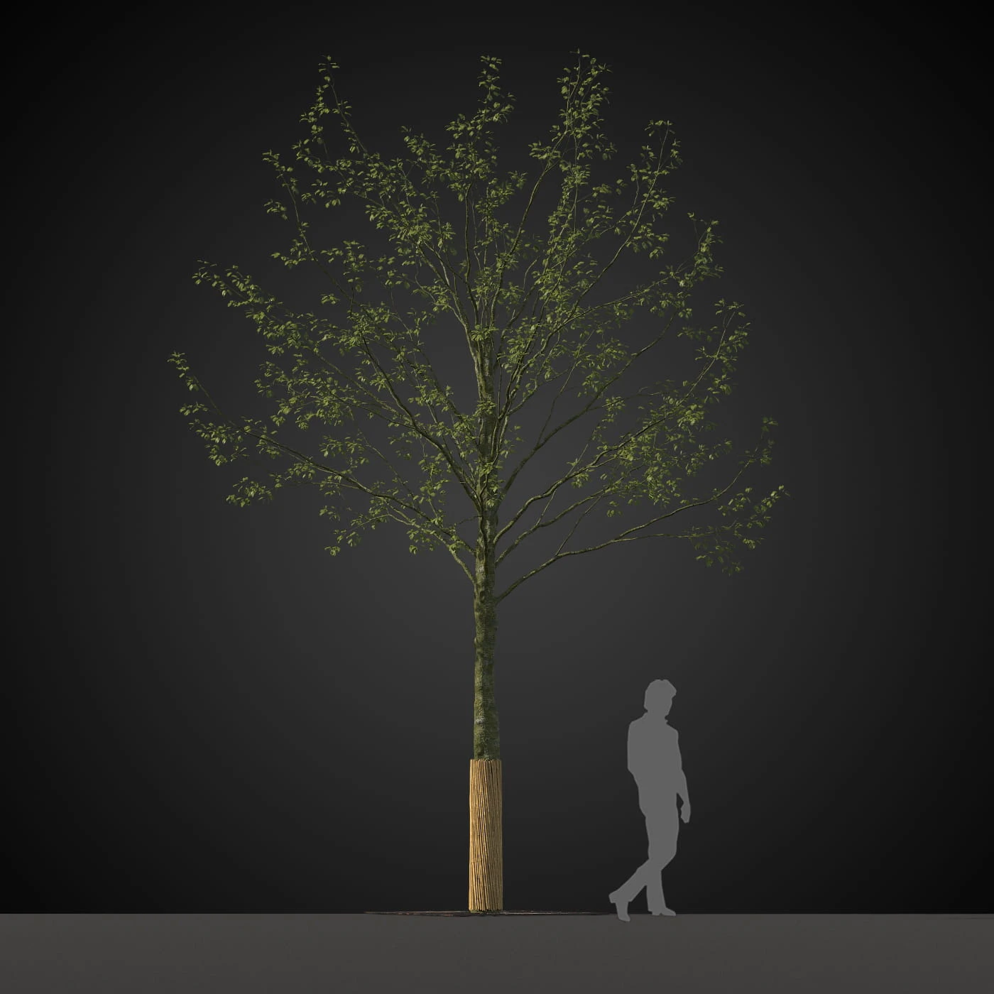 trees 023 — Скачать