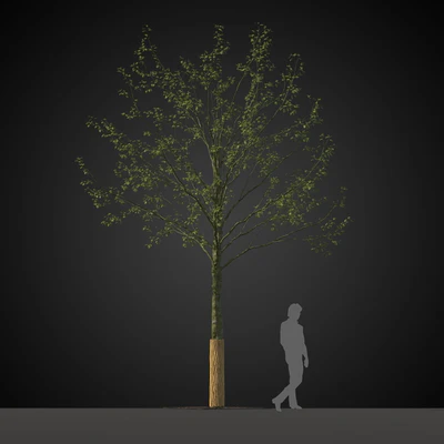 trees 023 — Скачать