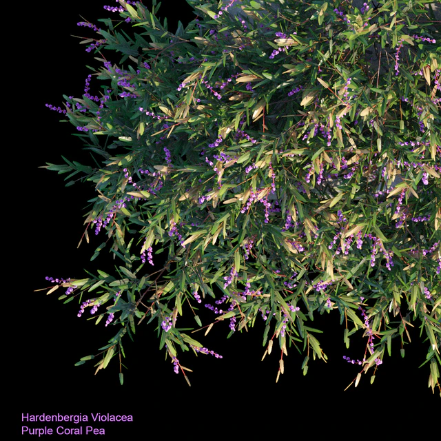Purple Coral Pea Creeper — Descargar