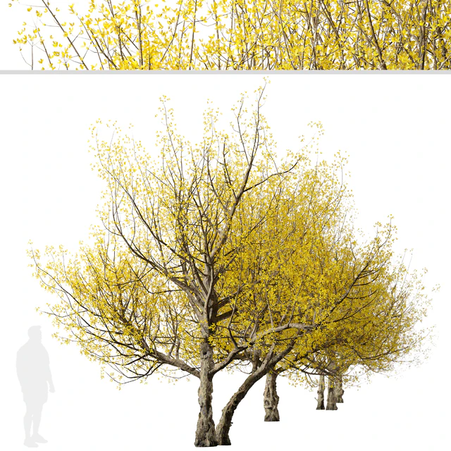 Set of Flowering Cornus mas Trees (Cornelian cherry) (2 Trees) — Descargar