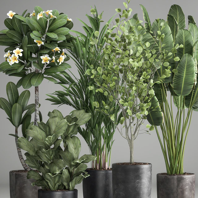 Collection of plants in black pots Strelitzia, tree, ficus, Plumeria, banana palm. Set 984. — Descargar
