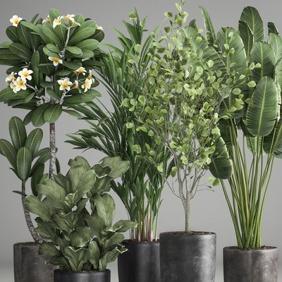 Collection of plants in black pots Strelitzia, tree, ficus, Plumeria, banana palm. Set 984. — Ver 3