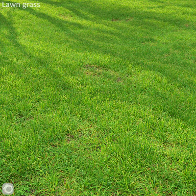 Grass lawn — Ver 1