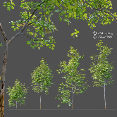 Oak sapling — Вид 1