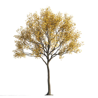 036 autumn — Descargar