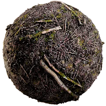mossy forest floor 005 — Descargar