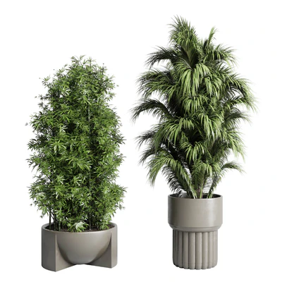 Collection indoor plant 206 plant cactus — Ver 4
