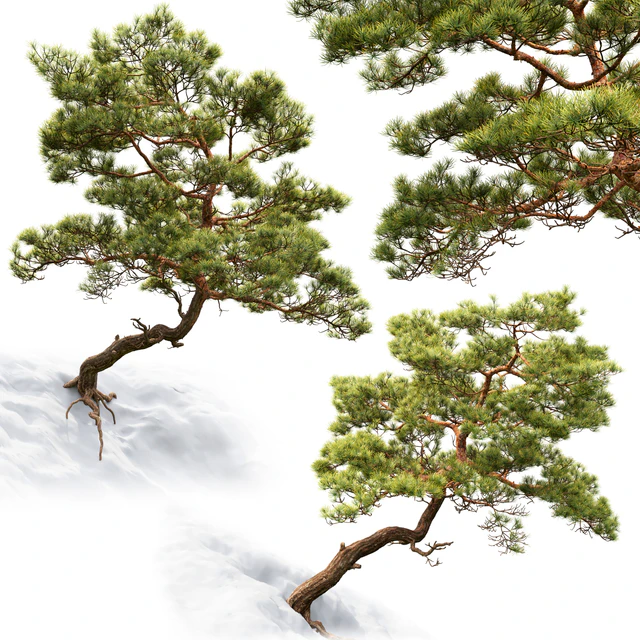 Pine — Descargar