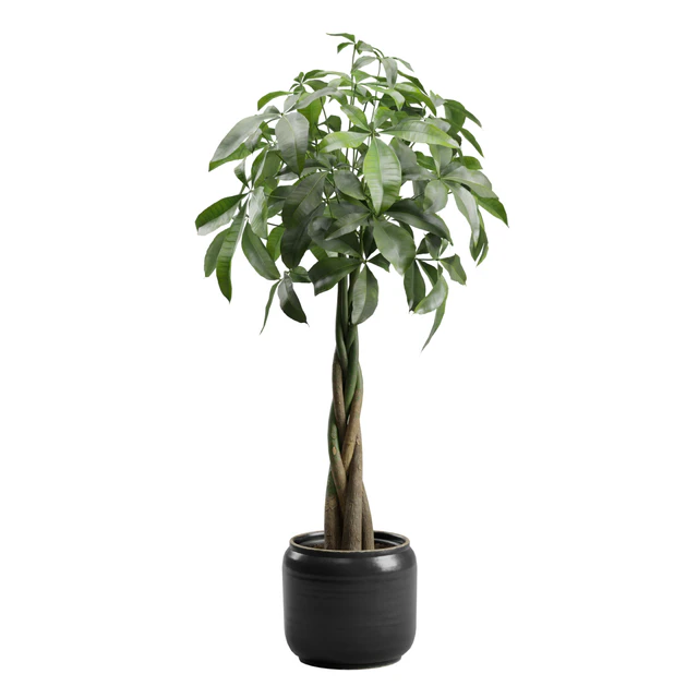 Pachira Aquatica in Dark Planter — Descargar