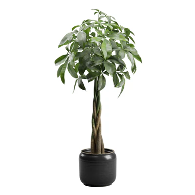 Pachira Aquatica in Dark Planter — Ver 3