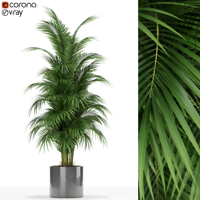 Plants collection 176 — Descargar