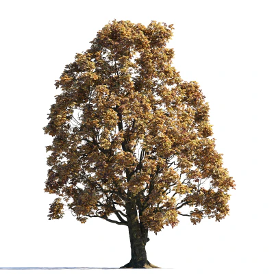 019 autumn — Descargar