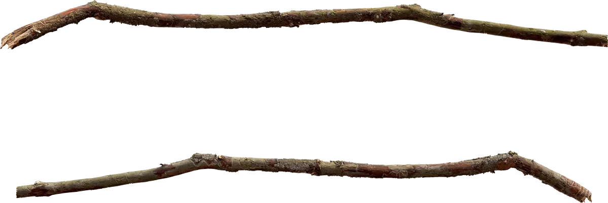 common spruce branch 003 — Скачать