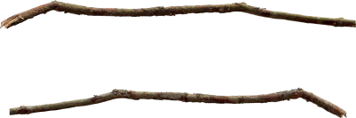 common spruce branch 003 — Скачать