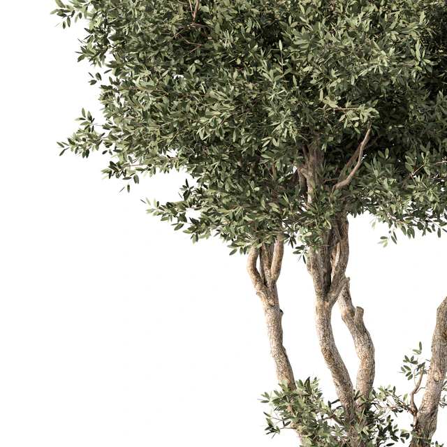 Tree No.65 — Descargar