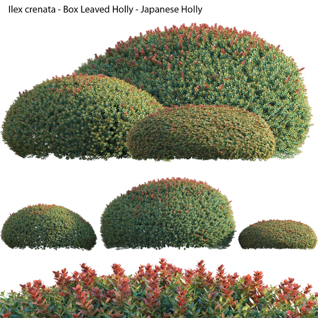 Ilex crenata - Box Leaved Holly - Japanese Holly - 02 — Descargar