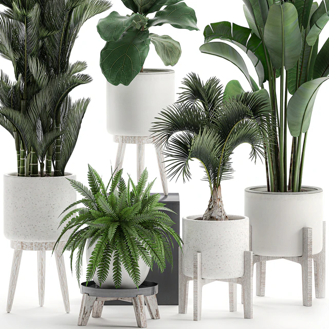 Collection of plants in white pots on legs with Dipsis palm, banana, fern, ficus lirata, strelitzia, ravenala. Set 573. — Descargar