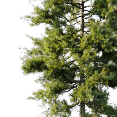 Pine 18m and 12m — Ver 3