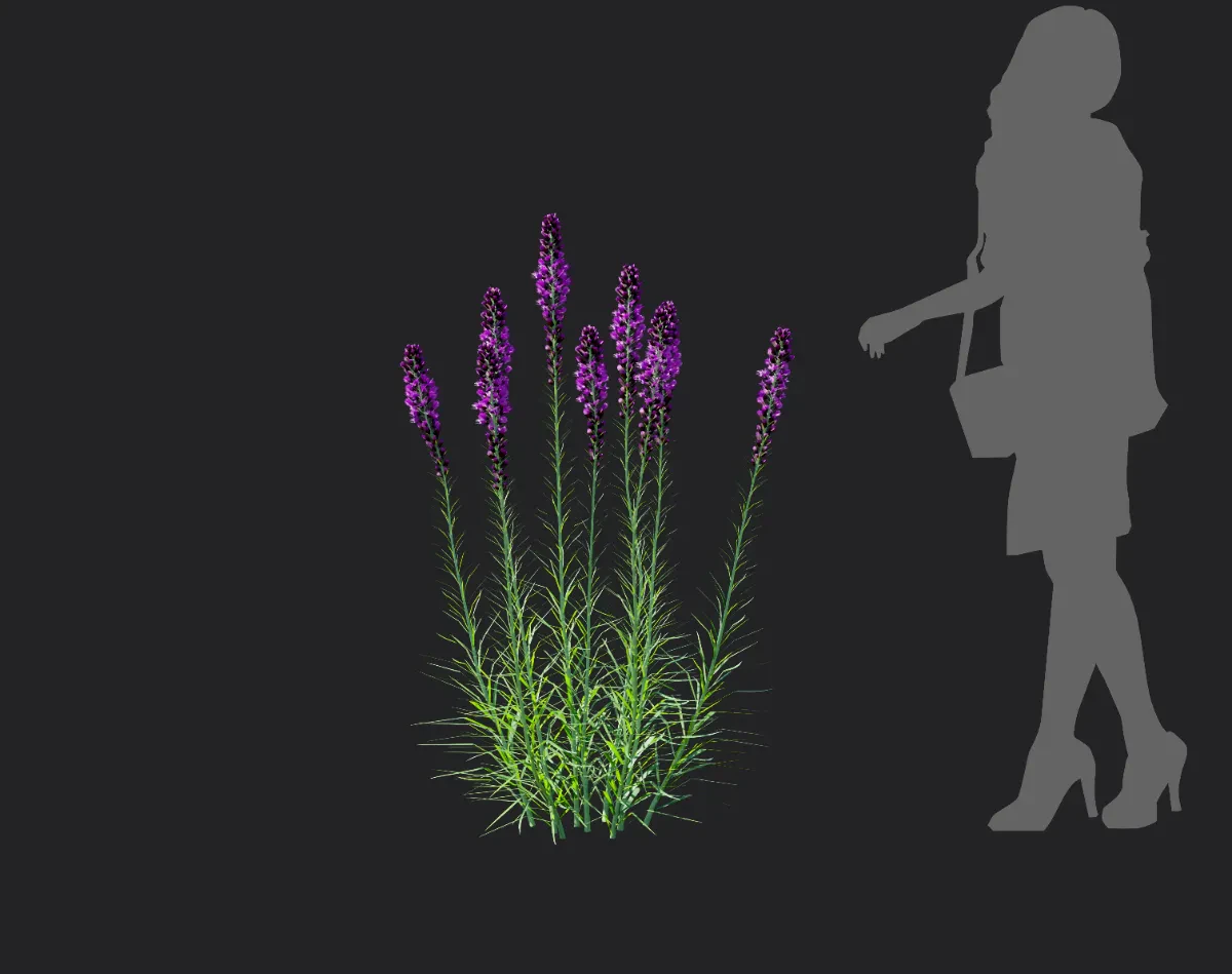 liatris spicata 001 — Скачать