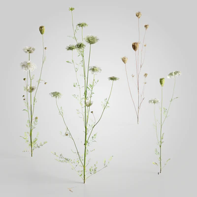 plants and weeds 014 — Скачать