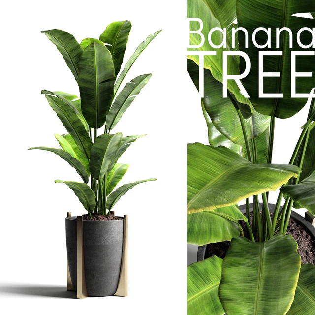 Banana tree 2 — Скачать