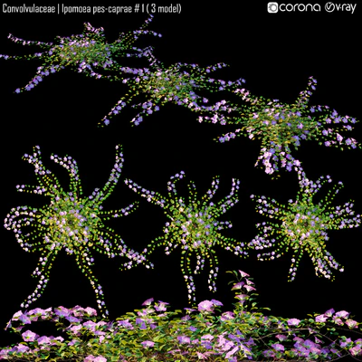 Convolvulaceae | Ipomoea pes-caprae # 1 (3 model) — Descargar