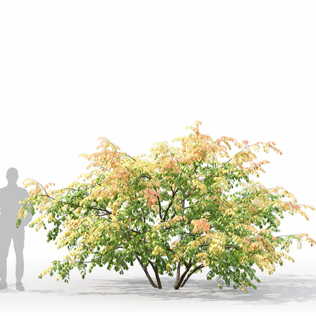 Euonymus forest — Descargar