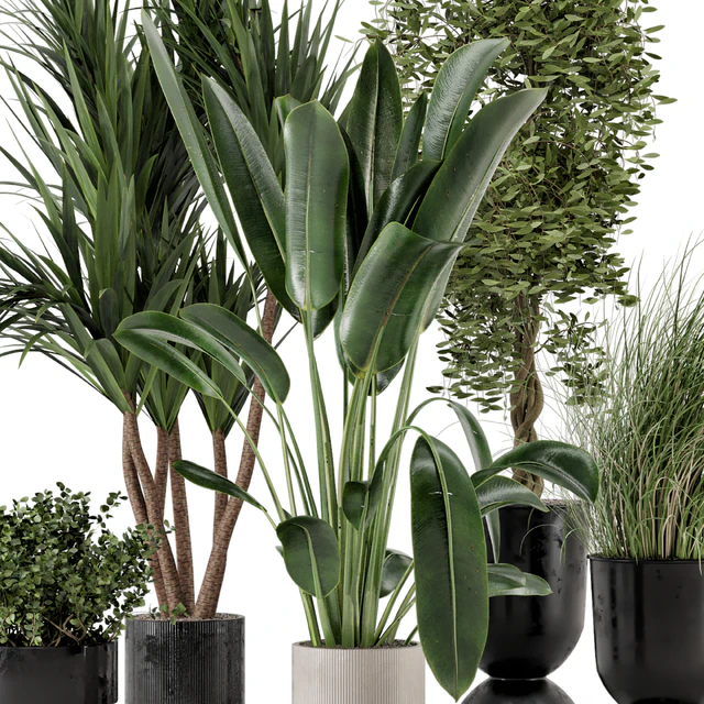 Indoor Plants in Ferm Living Bau Pot Large - Set 312 — Скачать