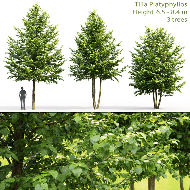 Tilia platyphyllos — Descargar