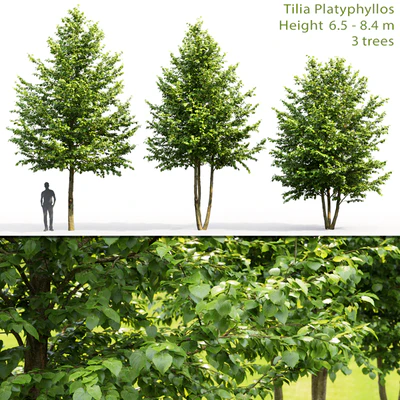 Tilia platyphyllos — Ver 1