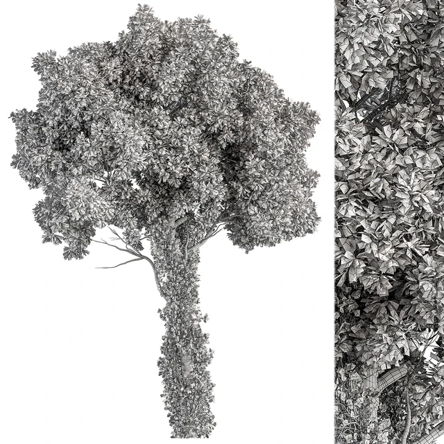 Elm Tree - Tree Set 230 — Скачать