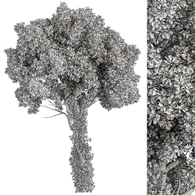 Elm Tree - Tree Set 230 — Вид 2