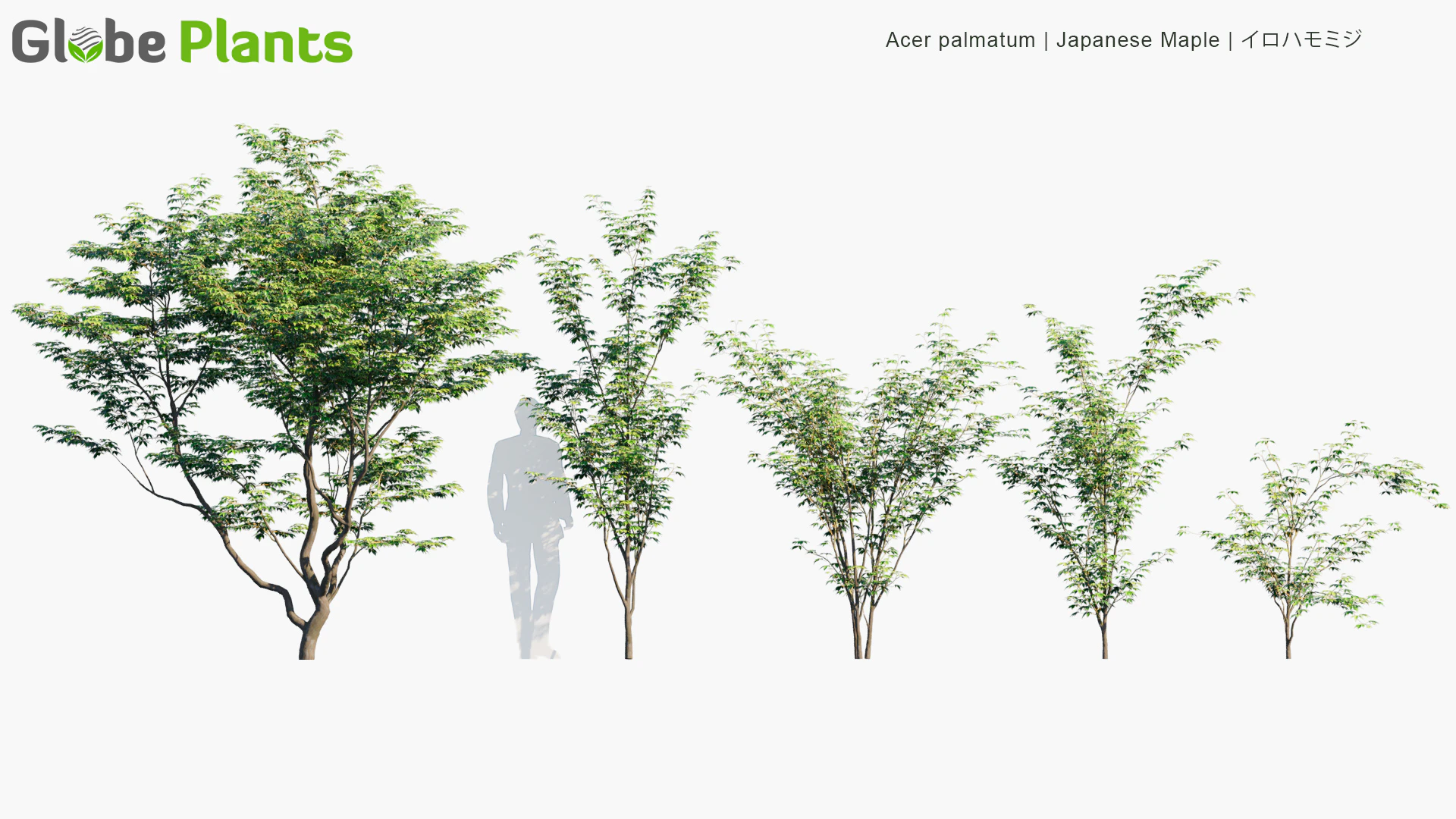 acer palmatum — Скачать