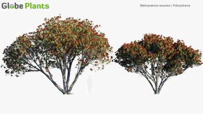 metrosideros excelsa — скачать