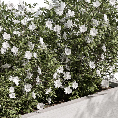 Outdoor Plant Set 304 - Plant Box — Ver 3