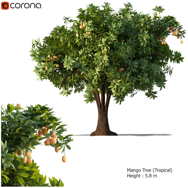 Mango Tree — Скачать