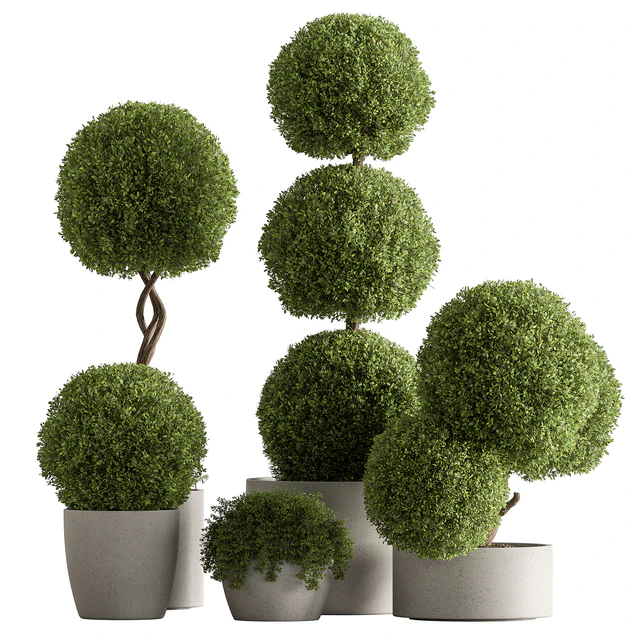 Indoor Plant 637 -Topiary Ball — Descargar
