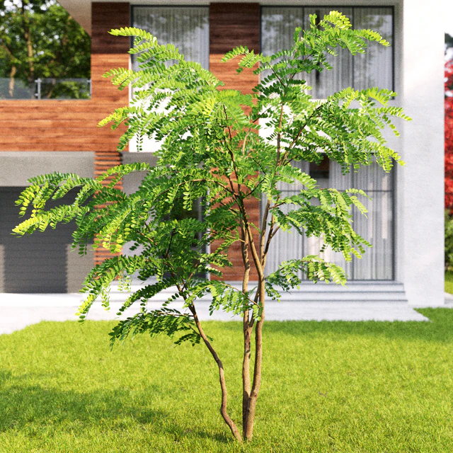 Robinia Pceudoacacia — Скачать