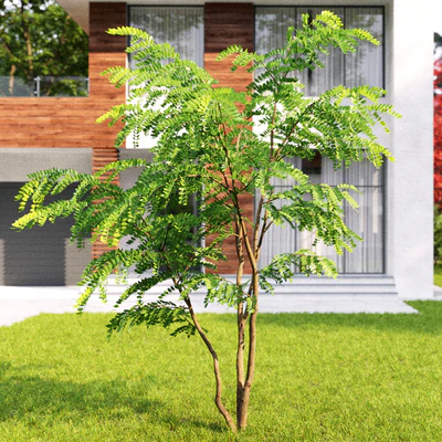 Robinia Pceudoacacia — Вид 2