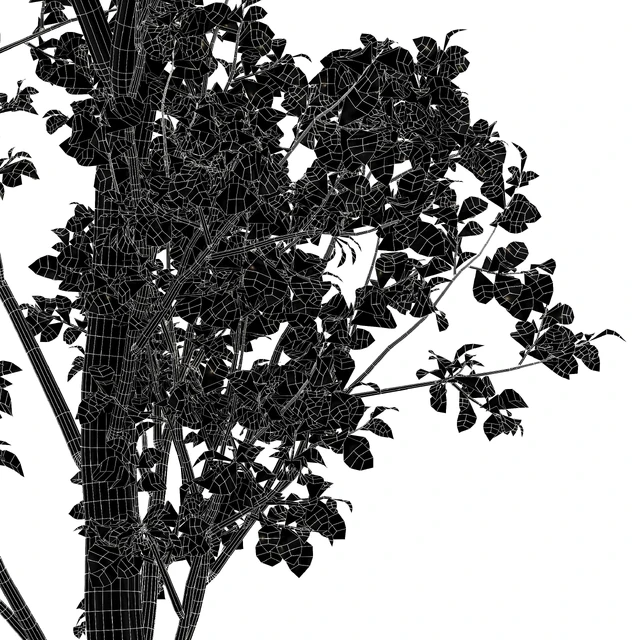 beautiful hazel leaves — Descargar