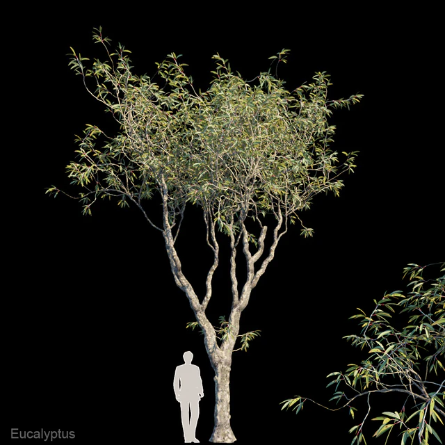 Eucalyptus trees — Скачать