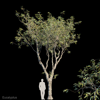 Eucalyptus trees — Вид 1