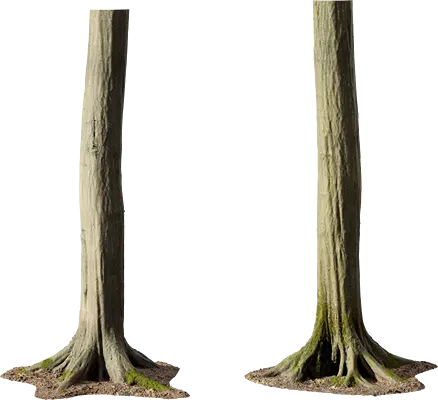 hornbeam tree trunk 001 — Скачать