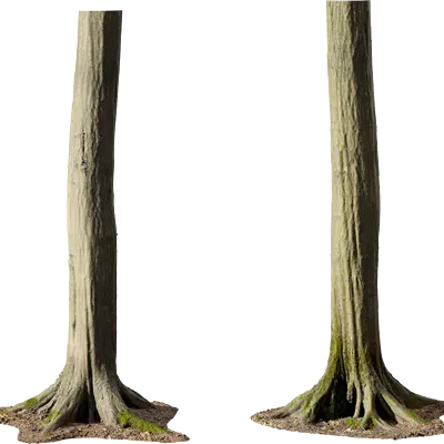 hornbeam tree trunk 001 — Скачать