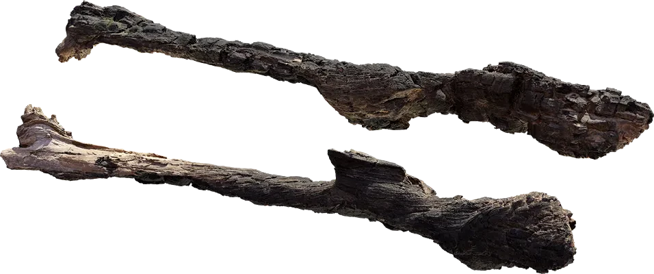 burnt tree branch 001 — Descargar