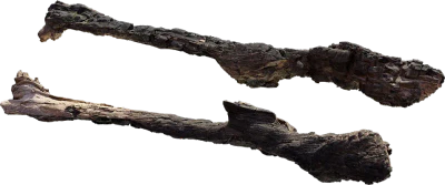 burnt tree branch 001 — Descargar